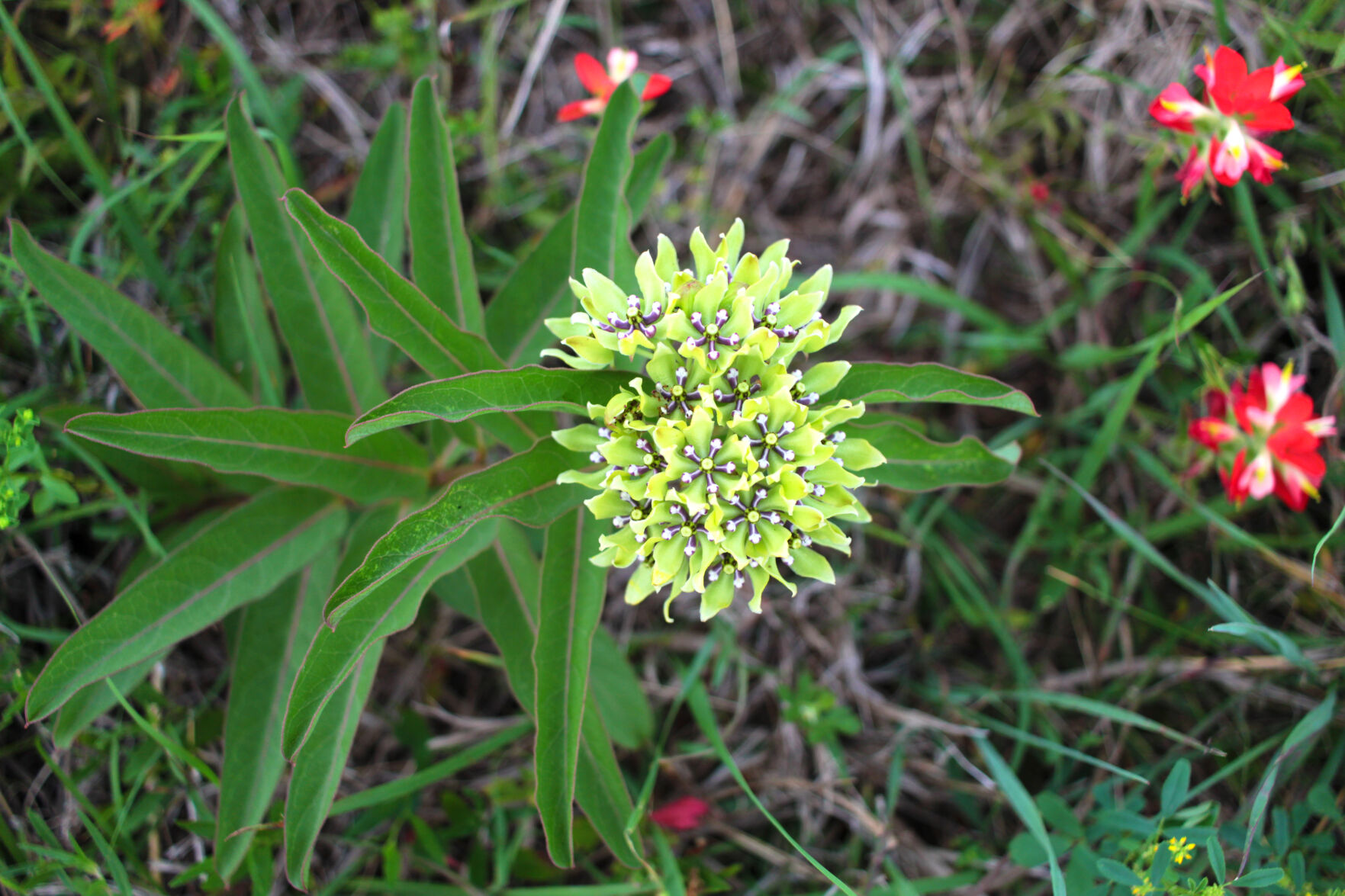 Wildflowers 2021